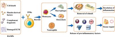 The role of immune cells in modulating chronic inflammation and osteonecrosis